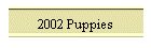 2002 Puppies